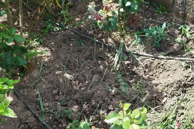 Das Bild zeigt, wie sehr die Dachse im Garten rumwühlen.