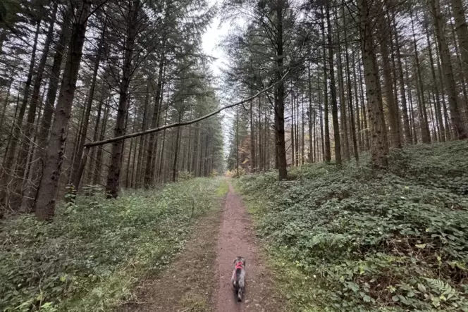 Äste können brechen, Bäume umstürzen, aber nicht nur im Wald drohen ortsübliche Gefahren.