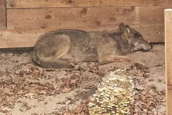 Hamburger Wolf in Tierauffangstation