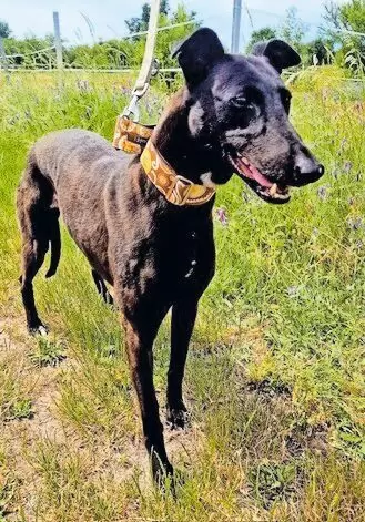 11254692_10_1 OTTILIA, weiblich, ca. 2 Jahre alt ist aus der Smeura/Rumänien zu uns gekommen. Sie ist ein rumänischer Windhund, kastriert, gec