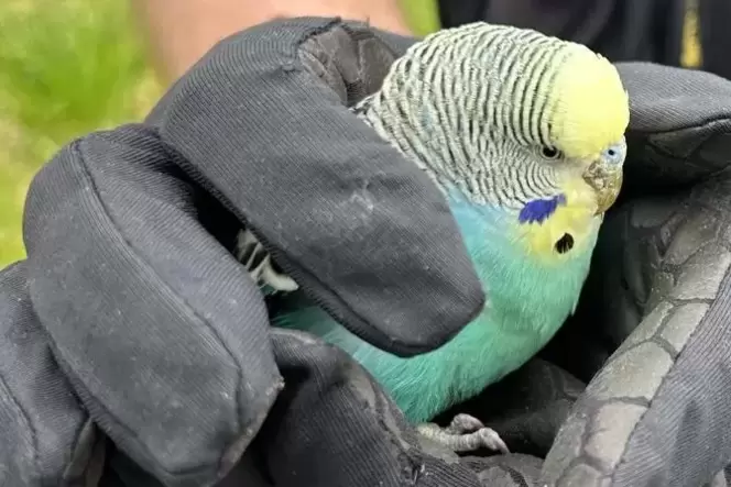 Vermisst jemand den kleinen Vogel, der in der Hillstraße gefunden wurde?