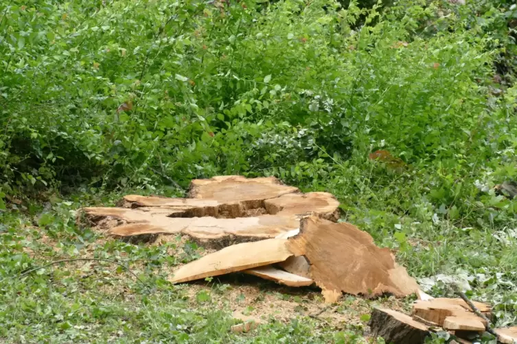 Ein Baumstumpf zeigt klar, dass hier eine Krankheit den Baum von innen zerfressen hat. 