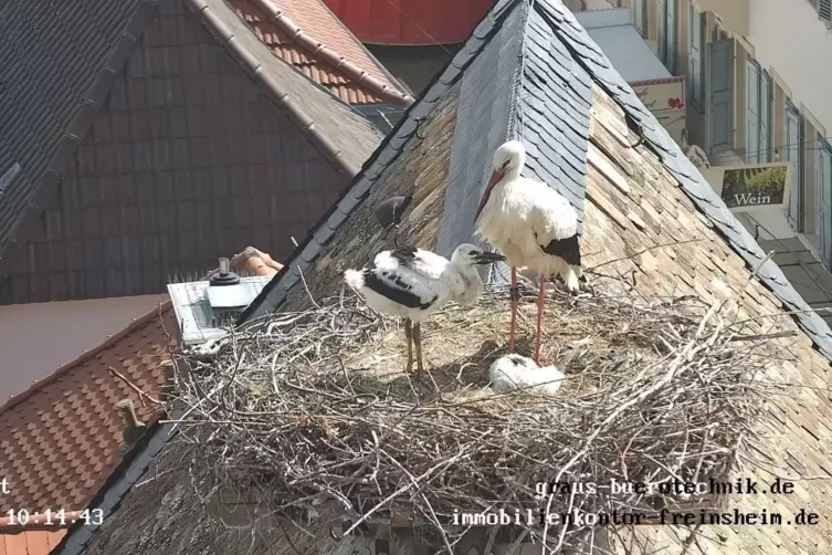 Störche im Nest