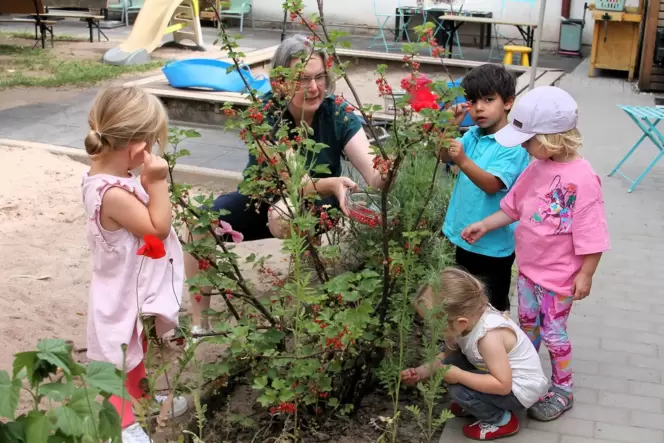 Erzieherin Elke Bold erklärt den Kindern, wie sie die Johannisbeeren pflücken sollen.