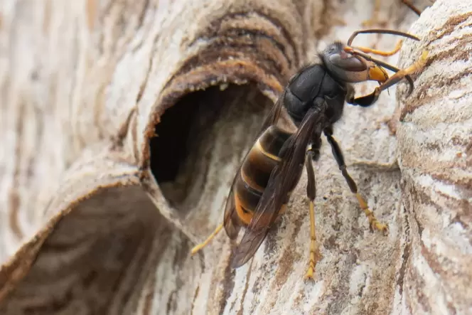 Eine Asiatische Hornisse sitzt auf ihrem Nest.