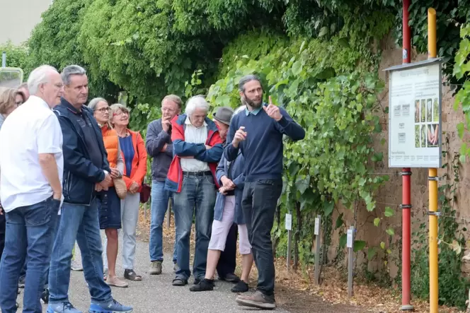 Am Rebenzüchtungsinstitut in Siebeldingen (Südpfalz) sind Führungen durch das Außengelände der staatlichen Forschungseinrichtung