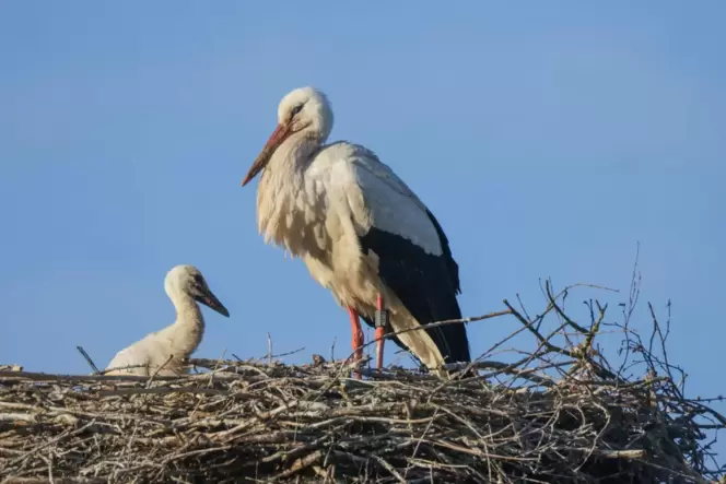 Die ehrenamtlichen Storchenhelfer sind auf Meldungen aus der Bevölkerung angewiesen.