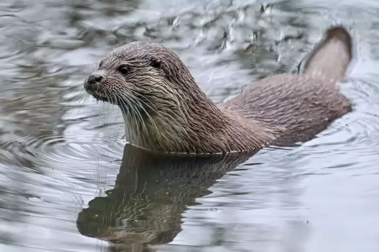 Fischotter