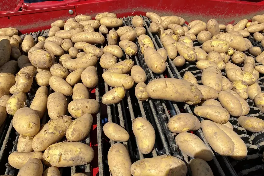 Aus dem Boden kommen Kartoffeln der Sorte Annabelle.