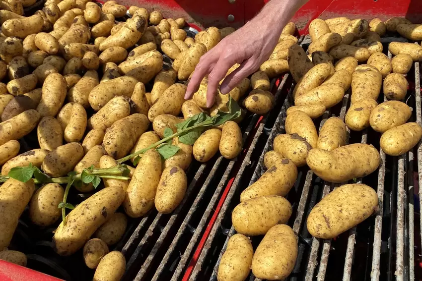 Steffen Boiselle fischt Grünzeug aus der Kartoffelernte