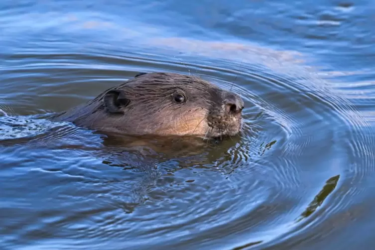 Ein Biber schwimmt im Grenzfluss Oder im Oderbruch