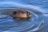 Ein Biber schwimmt im Grenzfluss Oder im Oderbruch