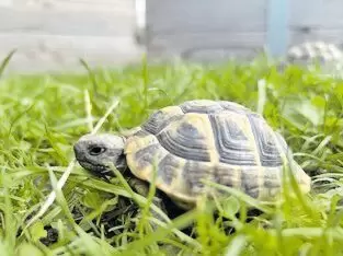 Schildkrötenbabys aus 2022 bis 2024 in Haßloch abzugeben. Alle auf Weibchen bebrütet, im Freiland aufgewachsen und mit Wildkräut