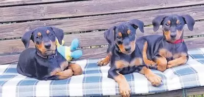 Kerngesunde reinrassige »Deutsche Pinscher«-Welpen mit Ahnentafel suchen ab 01.08.2026 ein neues Zuhause. Bei Interesse bitte me