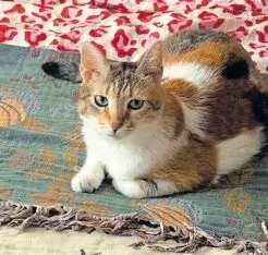11255121_10_1 Einzelprinzessein, lieb, sucht Haus mit Garten, Katzen in Not e.V.