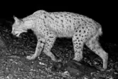 Dieser Luchs streift durch das Revier von Markus Zwick. Um die Aufnahme einer Wildtierkamera deutlicher zu machen, hat Zwick das
