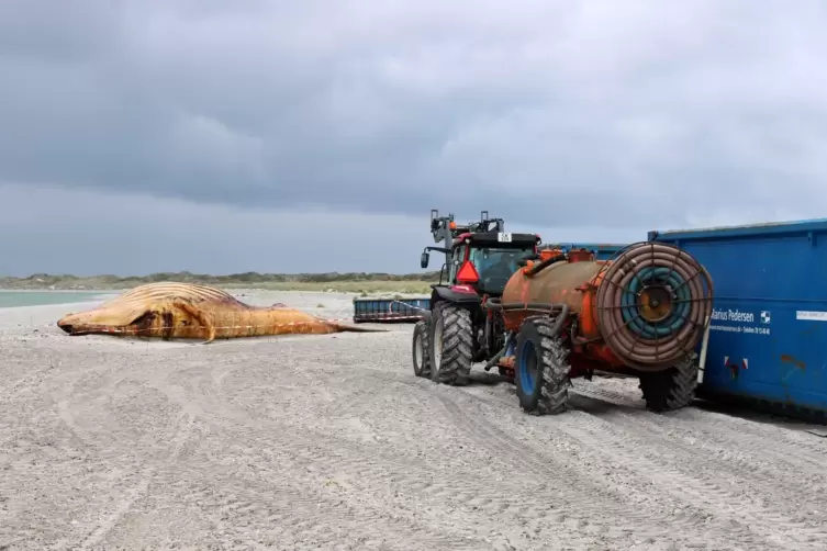 Weitere Entwicklung zum Buckelwal in der Ostsee