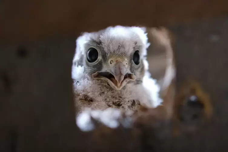 Ui, wer schaut denn da? Eines der Turmfalken-Jungen linst neugierig aus dem Nistkasten in den Speicherraum des alten Bauernhause