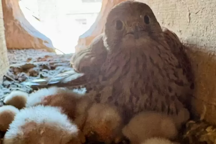 Am 25 Juli waren alle kleinen V&ouml;gel geschl&uuml;pft und hatten schon sichtbar an Gr&ouml;&szlig;e zugelegt. 