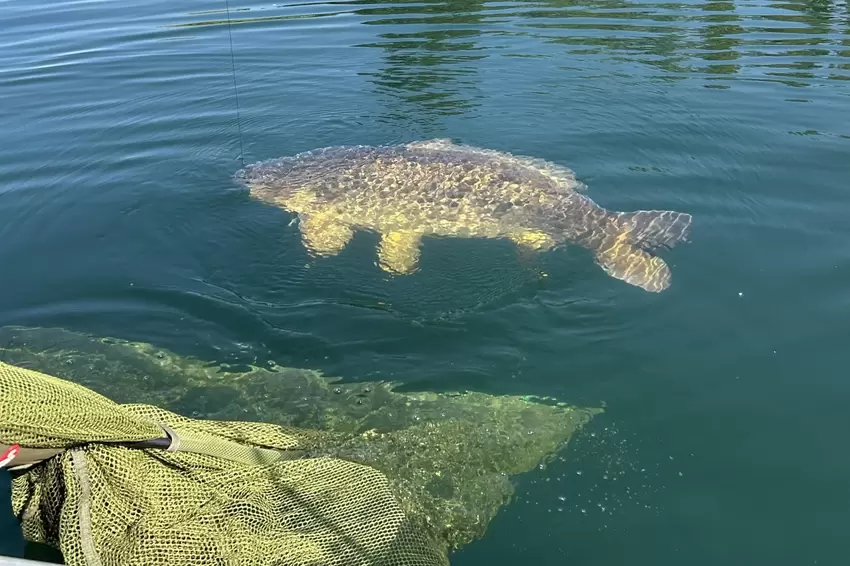 Der erste Blick auf den Fisch, der am Haken hängt.