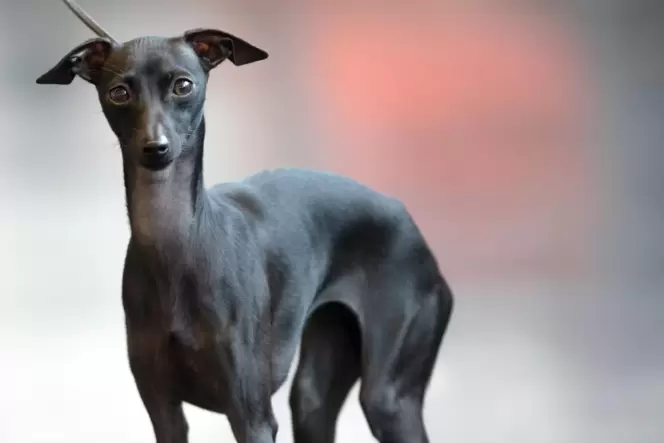 Der Windhund ist laut Polizei durch den Zusammenstoß verletzt worden.