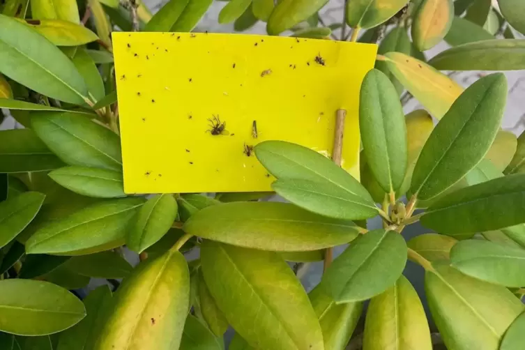 Gelbtafeln helfen bei der Zikadenbek&auml;mpfung am Rhododendron. 