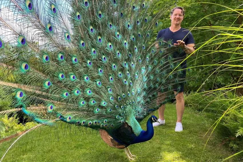Hingucker im Garten: ein Pfau mit Timo Heiny, der das Hofgut mit seinem Partner Bernd Louis führt.