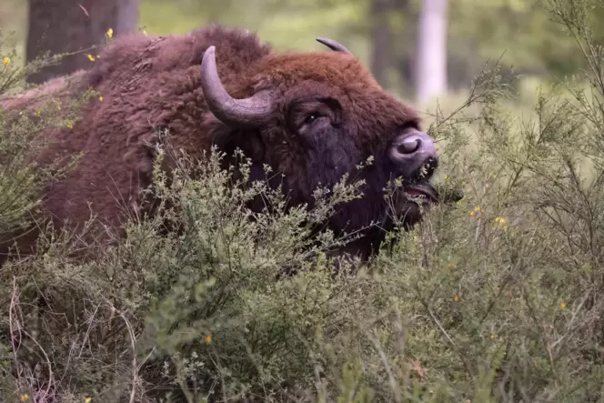 Wisente sind die größten Landsäugetiere Europas und mit den Bisons in Amerika verwandt.