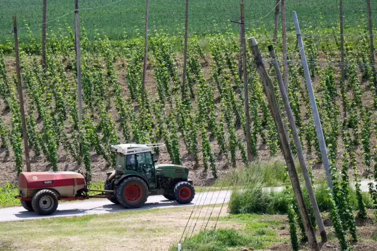 Hopfen