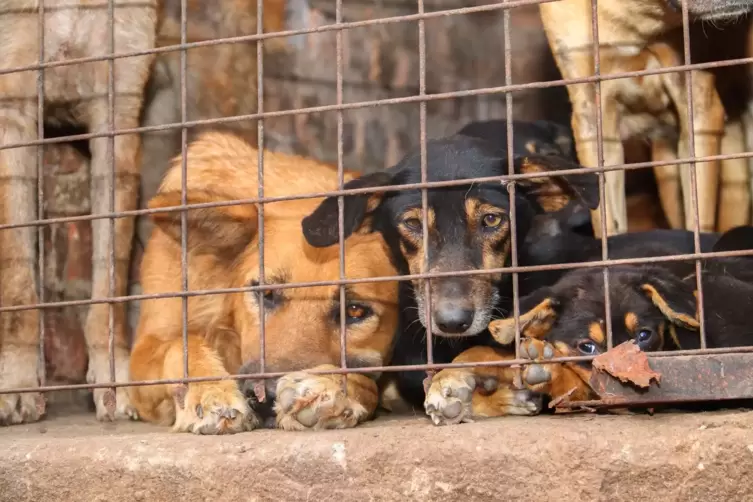 Missbrauchte Hunde in Uganda