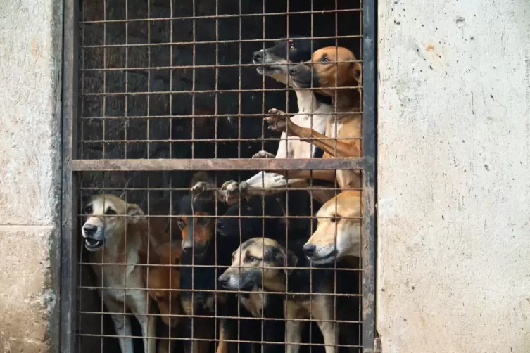 Missbrauchte Hunde in Uganda