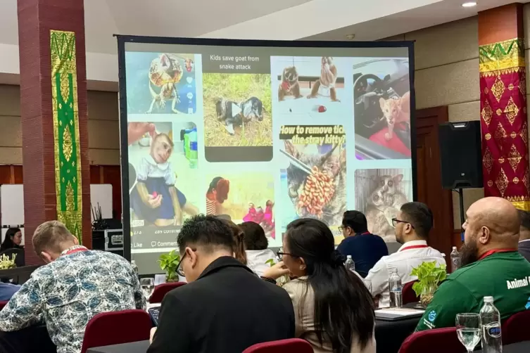 Fachkonferenz auf Bali zum Thema Tierleid in sozialen Medien