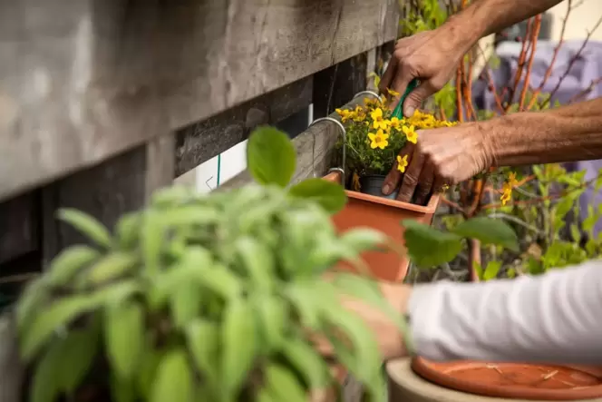 Zwei Personen gärtnern auf einer Terrasse Zwei Personen gärtnern auf einer Terrasse