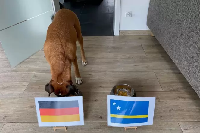 Das Orakel hat orakelt: Deutschland gewinnt gegen Curaçao, sagt Isi.