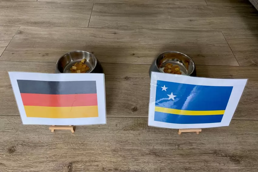 Langsam wird’s ernst. Die orakel-Hündin bekommt von den Vorbereitungen aber nichts mit.