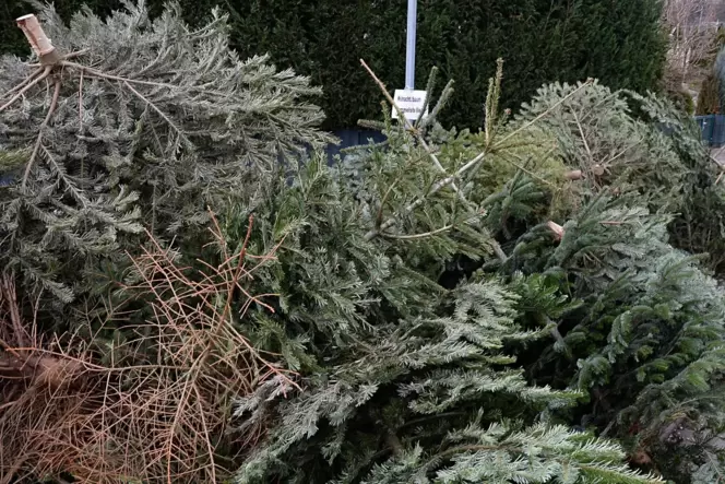 Bisher wurden Weihnachtsbäume an Sammelstellen deponiert und abgeholt.
