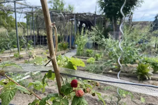 Seit seiner Gründung im Jahr 2009 haben Menschen ganz verschiedener Herkunft im Garten der Nationen Wurzeln geschlagen.