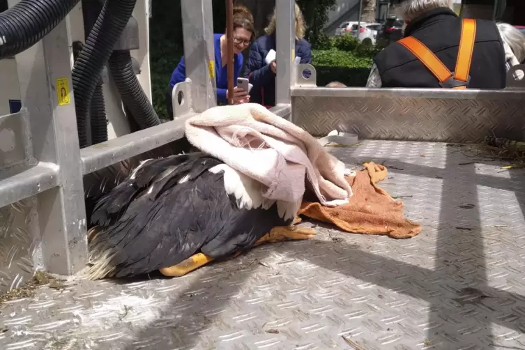 Geduldig und durch eine Decke &uuml;ber den Kopf beruhigt, warteten die Jungst&ouml;rche im Luisenpark auf ihe Behandlung. 