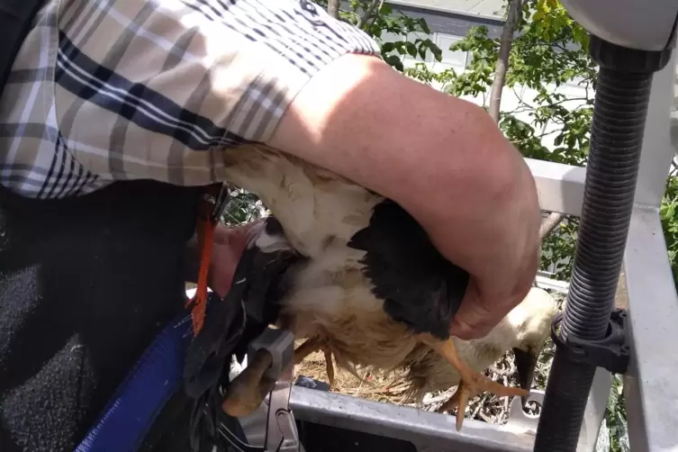 Behutsam brachte Helmut Stein die Jungv&ouml;gel wieder zur&uuml;ck ins Nest. 