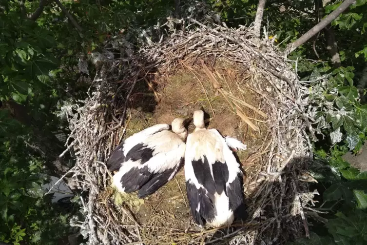 Nach &uuml;berstandener Prozedur wurden die Storchengeschwister wieder ins Nest 15 Meter &uuml;ber dem Boden gehoben. Ihren Werdegang k&ouml;nn