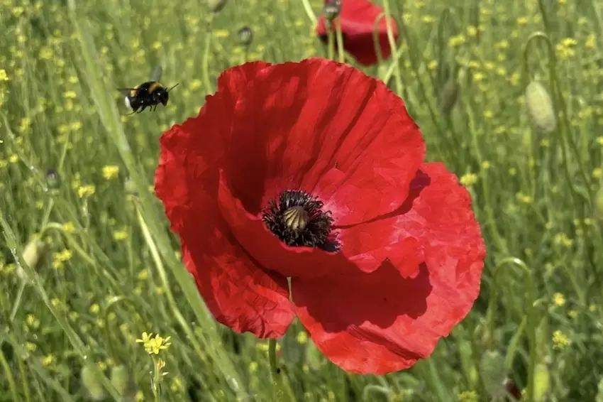 »Überall blüht es, schöne Farbtupfer in der wunderbaren Natur«, scheribt Beate Nrunner zu ihrem Foto.