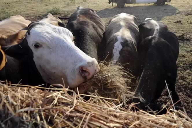 Rinder auf einer texanischen Ranch.