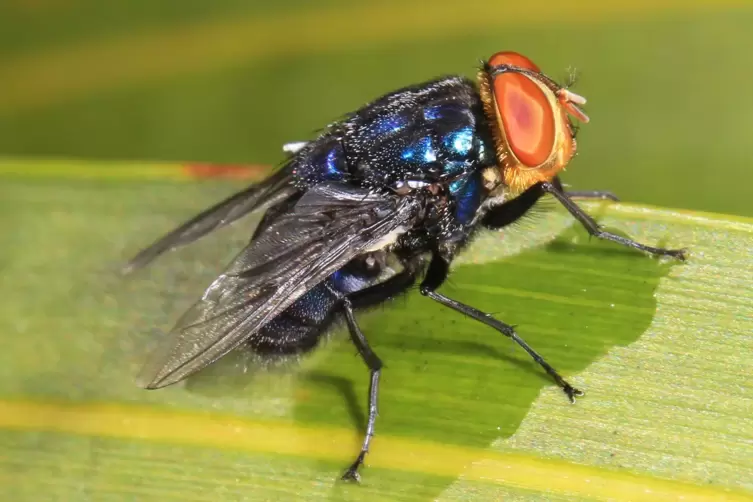 Neuwelt-Schraubenwurmfliege &hellip; 
