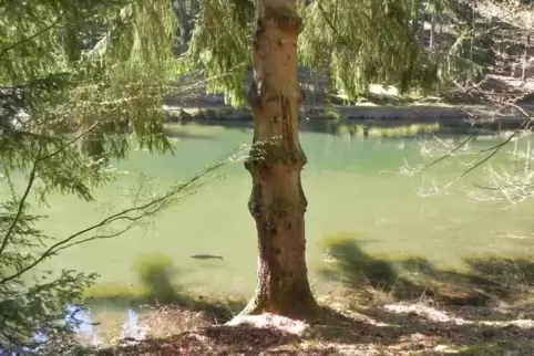 im_kurpfalzpark___foto_ladwig.jpg