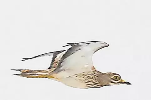 91-80174935.jpg