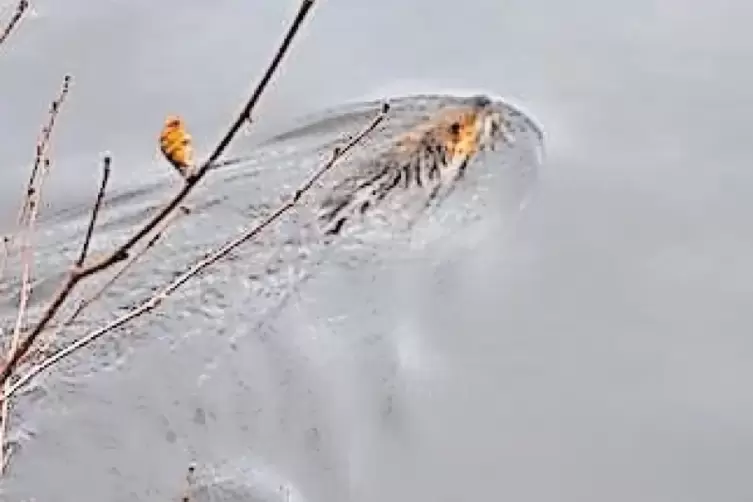 91-94276675.jpg
