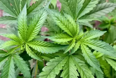 91-95464652_cannabi.jpg