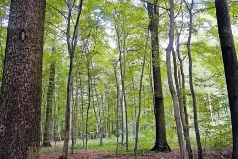 91-95510647.jpg