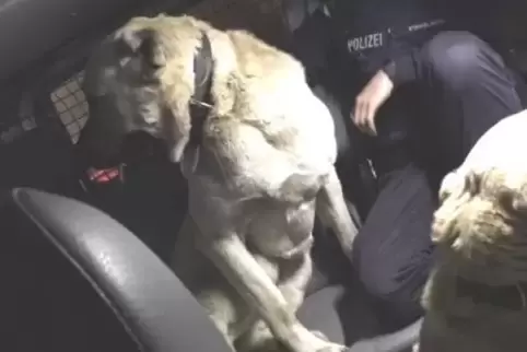 91-96141525_hundetransport.jpg