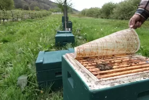 91-97050111_bienen.jpg